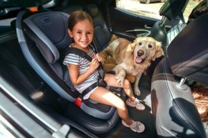 Driving with Pets | Meineke Car Care | Louisville, KY