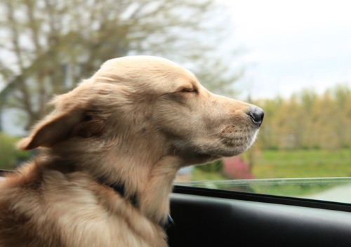 Driving with Pets: What You Need to Know to Be Safe & Happy